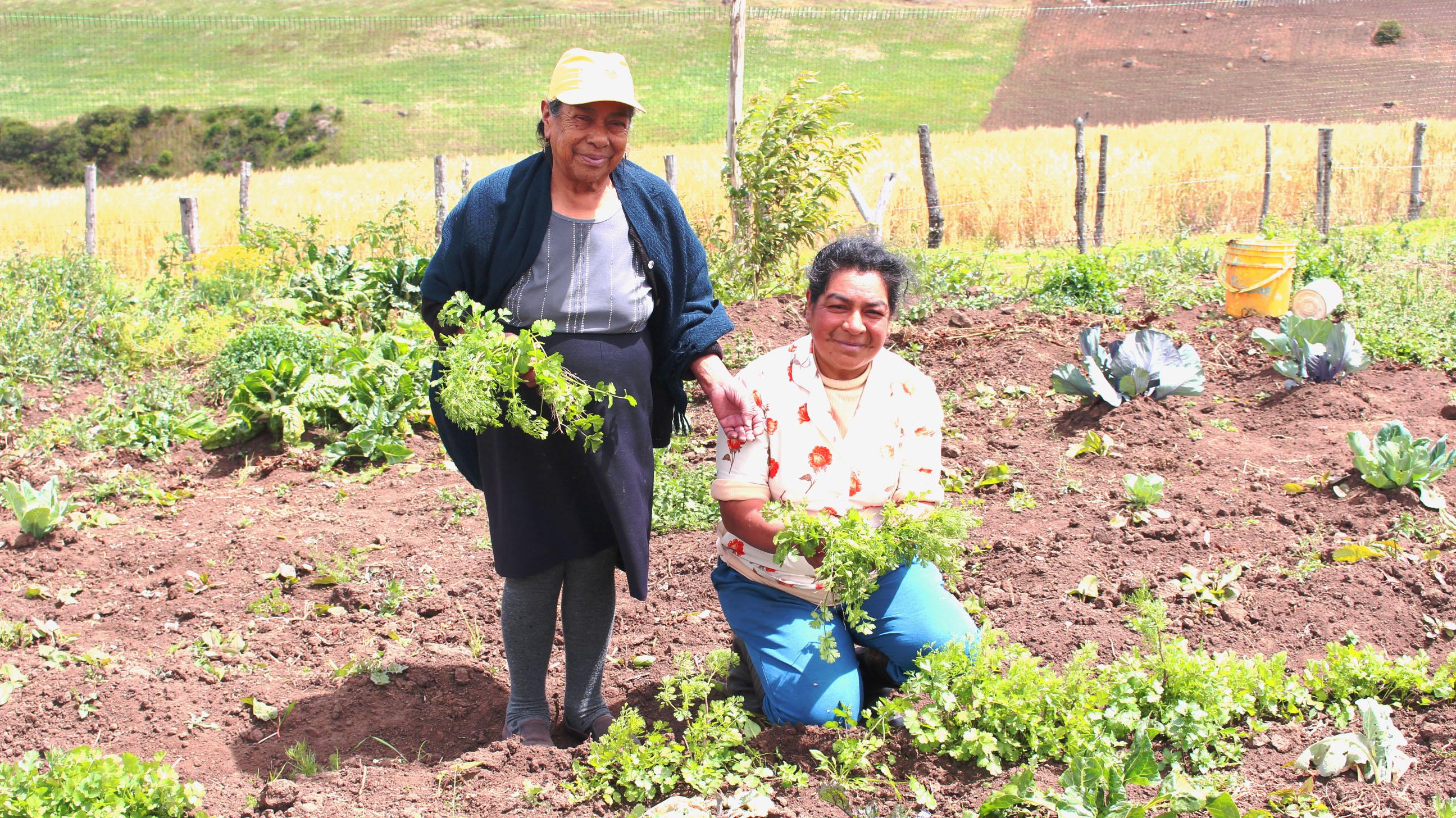 Modelo del Observatorio de Soberanía y Seguridad Alimentaria y Nutricional de Nariño